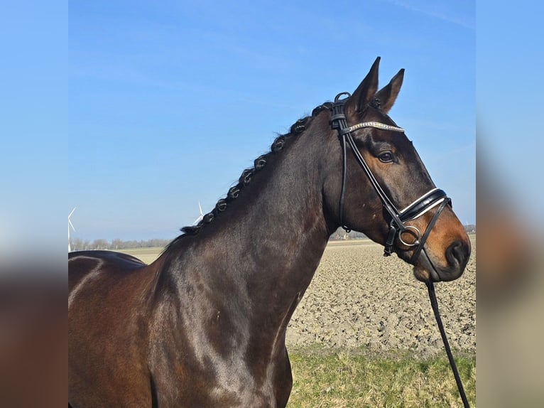 KWPN Wałach 5 lat 172 cm Gniada in Tuitjenhorn
