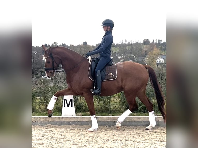 KWPN Wałach 5 lat 172 cm Kasztanowata in Magstadt