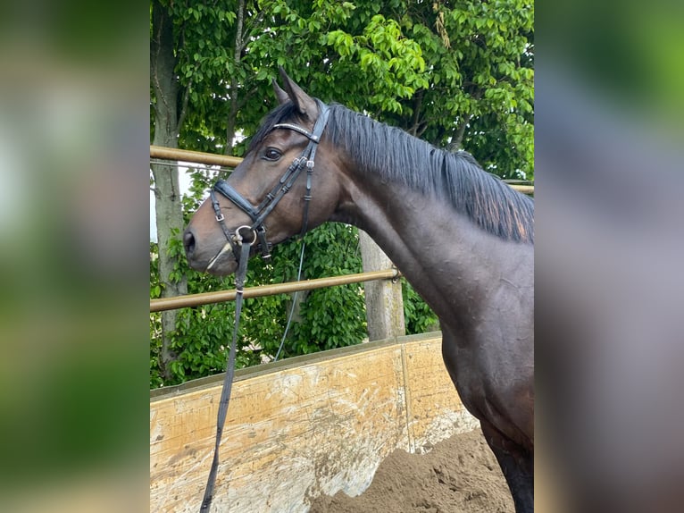 KWPN Wałach 5 lat 172 cm Skarogniada in Beuningen Gld