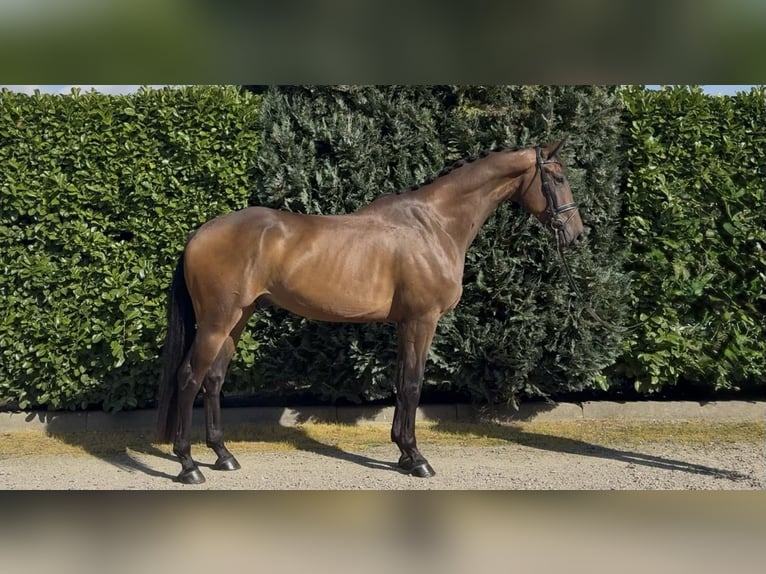 KWPN Wałach 5 lat 174 cm Ciemnogniada in Oud Gastel