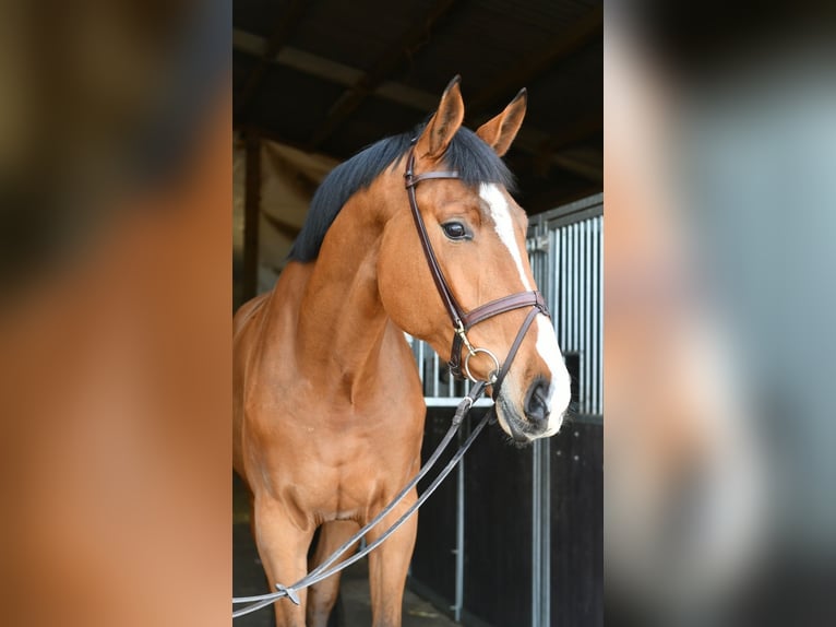 KWPN Wałach 5 lat 174 cm Gniada in Geilenkirchen