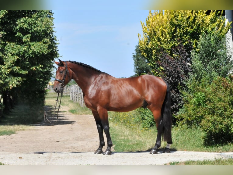 KWPN Wałach 5 lat 175 cm Gniada in Schattendorf