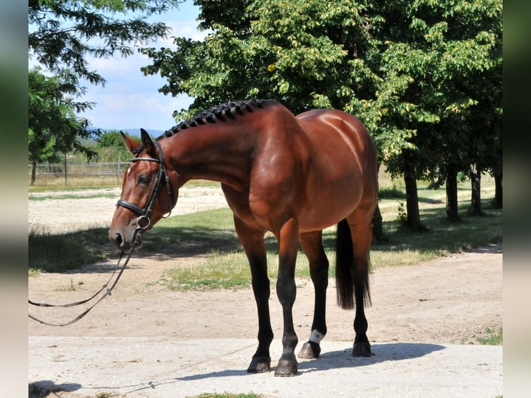 KWPN Wałach 5 lat 175 cm Gniada in Schattendorf