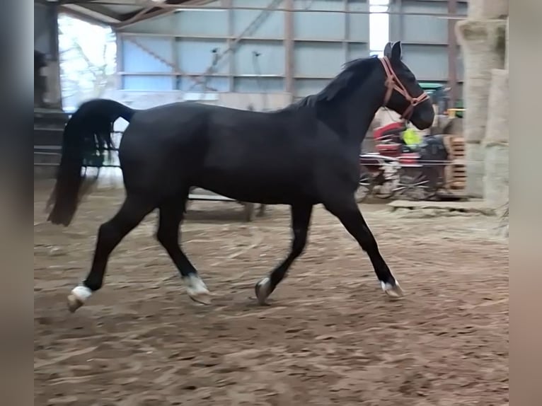 KWPN Wałach 5 lat 175 cm Kara in Oosterzee