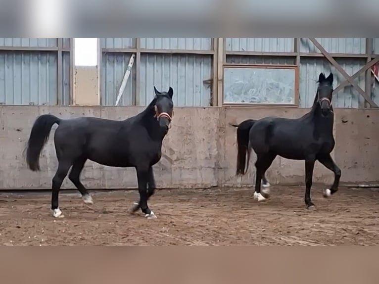 KWPN Wałach 5 lat 175 cm Kara in Oosterzee
