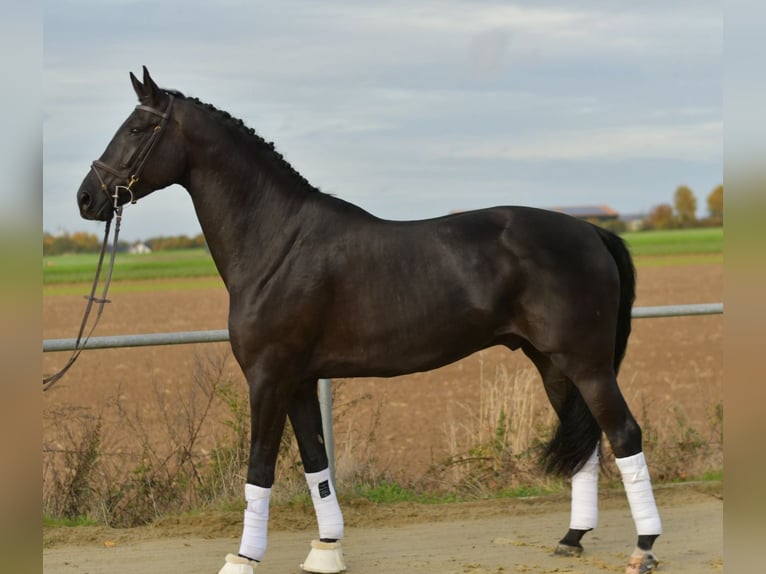 KWPN Wałach 5 lat 176 cm Kara in Geilenkirchen