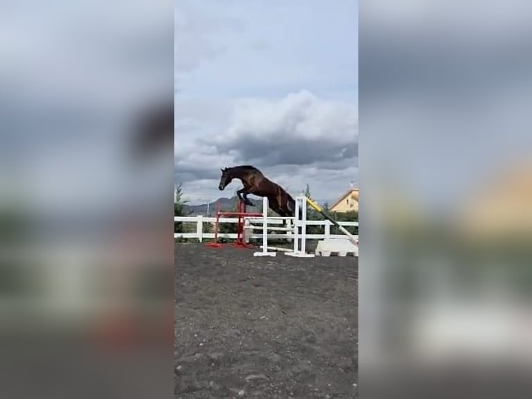 KWPN Wałach 5 lat 180 cm Ciemnogniada in Murcia