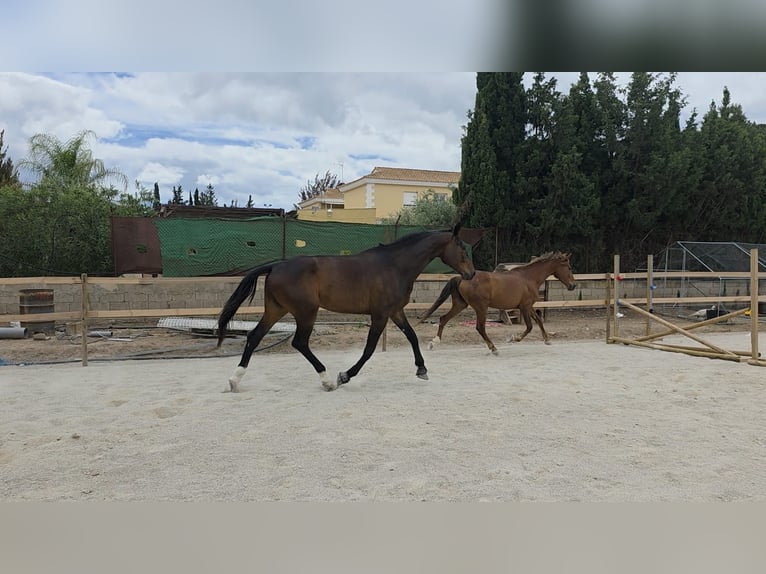 KWPN Wałach 5 lat 180 cm Ciemnogniada in Murcia