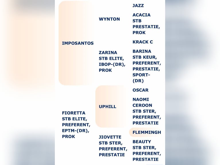 KWPN Wałach 5 lat 181 cm Kasztanowata in Dziemiany