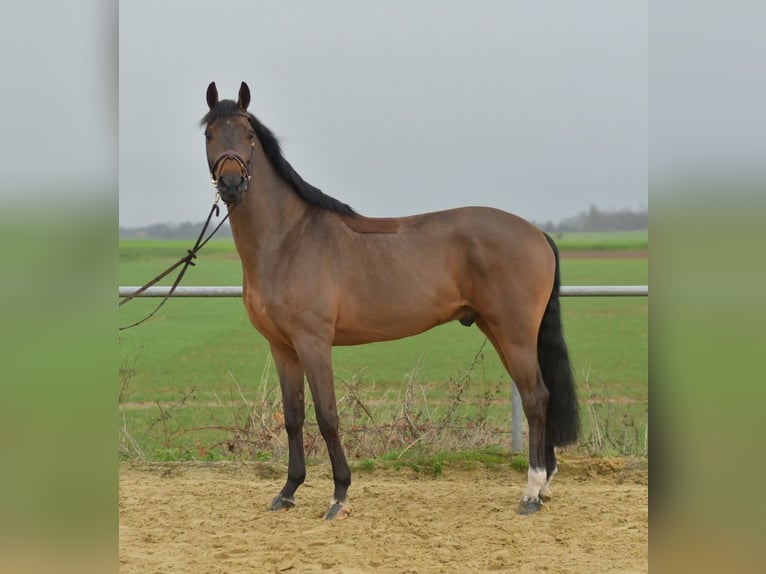 KWPN Wałach 6 lat 160 cm Gniada in Geilenkirchen