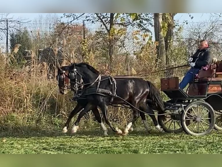 KWPN Wałach 6 lat 160 cm Gniada in Tass