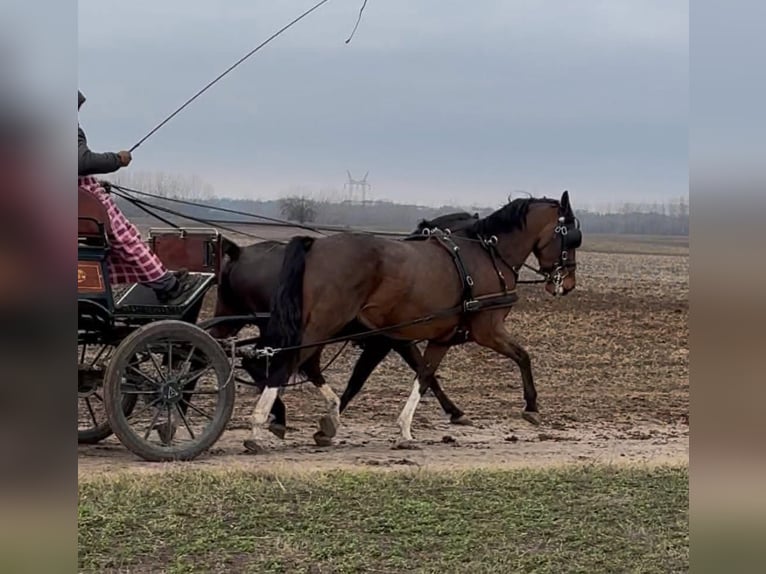 KWPN Mix Wałach 6 lat 160 cm Gniada in Tass