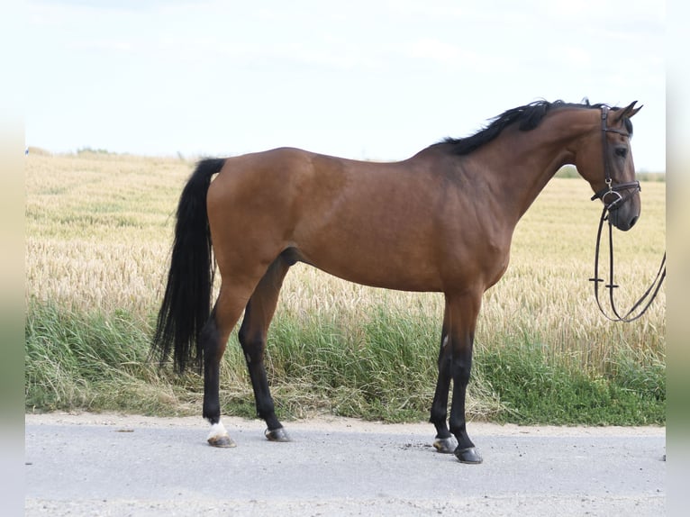 KWPN Wałach 6 lat 162 cm Gniada in Geilenkirchen