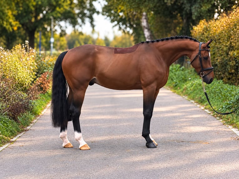 KWPN Wałach 6 lat 162 cm Gniada in Weert