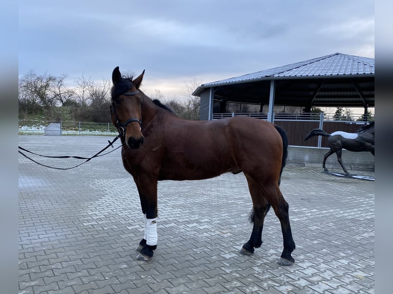 KWPN Mix Wałach 6 lat 162 cm Gniada in Delitzsch