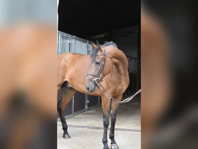KWPN Wałach 6 lat 165 cm Gniada in Geilenkirchen