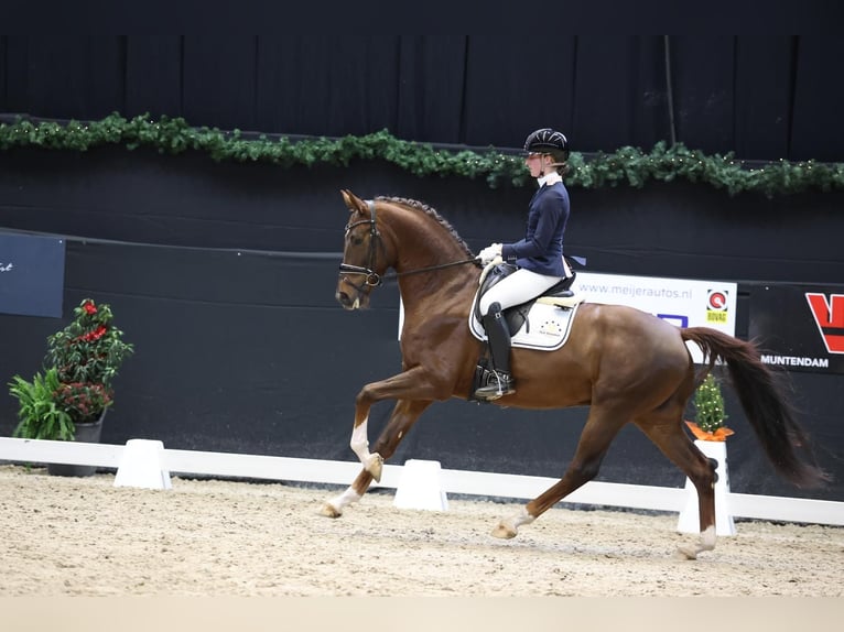 KWPN Wałach 6 lat 165 cm Gniada in Gieten