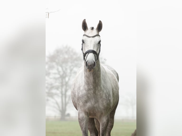 KWPN Wałach 6 lat 165 cm Siwa in Eemnes