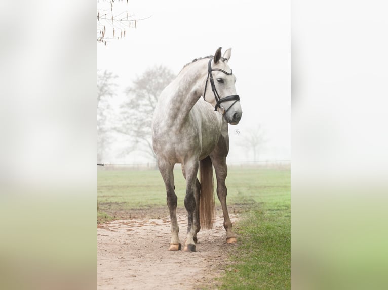 KWPN Wałach 6 lat 165 cm Siwa in Eemnes