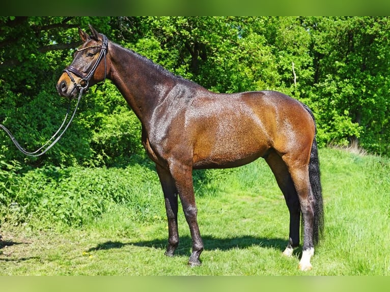 KWPN Wałach 6 lat 166 cm Ciemnogniada in Heinsberg