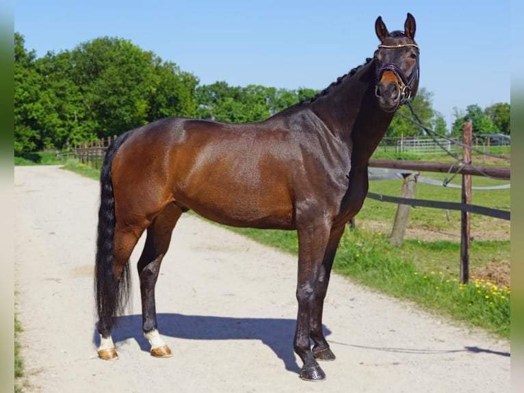 KWPN Wałach 6 lat 166 cm Ciemnogniada in Heinsberg