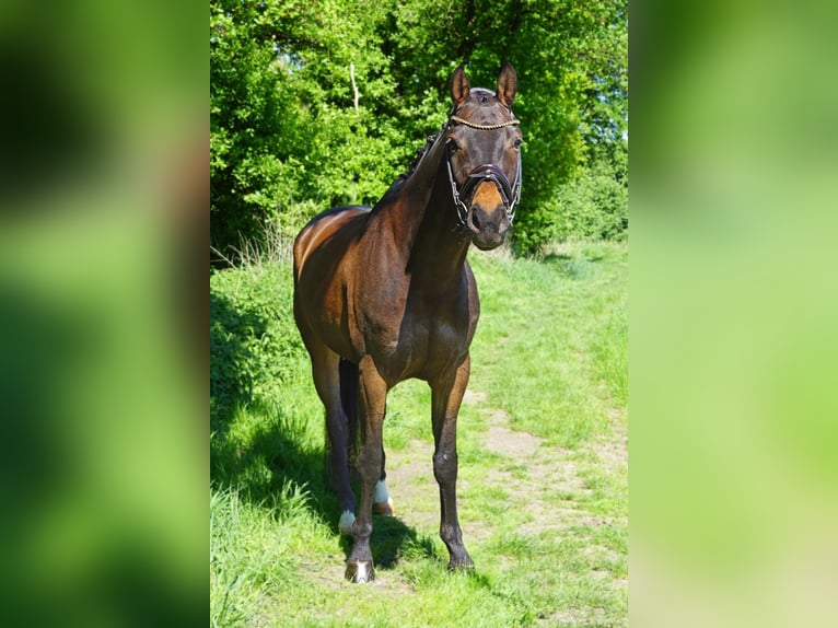KWPN Wałach 6 lat 166 cm Ciemnogniada in Heinsberg