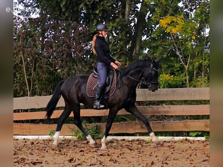 KWPN Wałach 6 lat 166 cm Kara in Biest-Houtakker