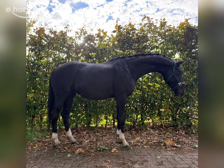 KWPN Wałach 6 lat 166 cm Kara in Biest-Houtakker