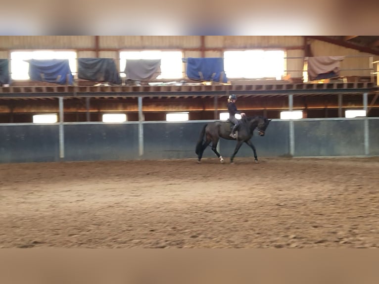 KWPN Wałach 6 lat 167 cm Skarogniada in DiepenveenD