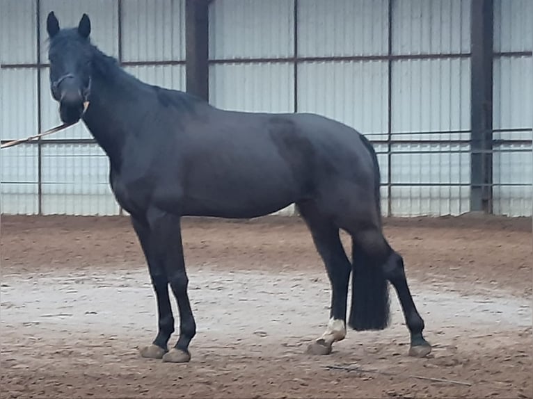 KWPN Wałach 6 lat 167 cm Skarogniada in DiepenveenD