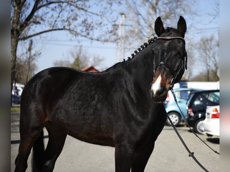 KWPN Wałach 6 lat 168 cm Ciemnogniada in Debrecen