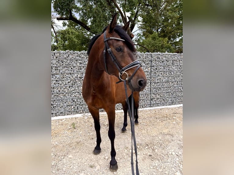 KWPN Wałach 6 lat 168 cm Gniada in München