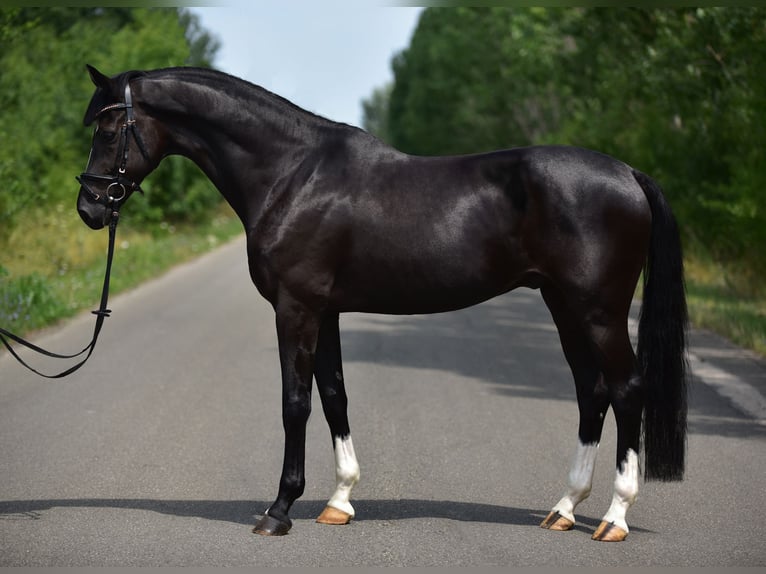 KWPN Wałach 6 lat 168 cm Kara in Csabacs&#x171;d