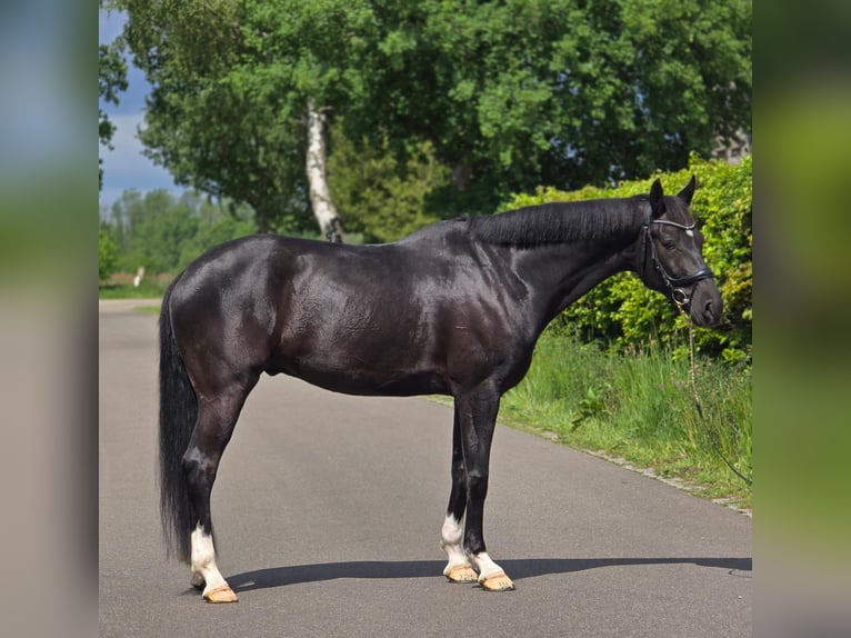 KWPN Wałach 6 lat 168 cm Kara in Someren