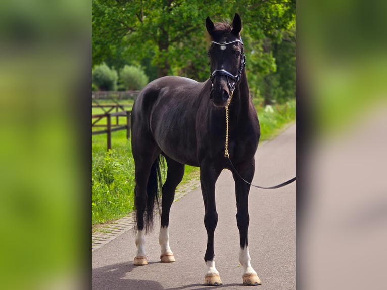 KWPN Wałach 6 lat 168 cm Kara in Someren