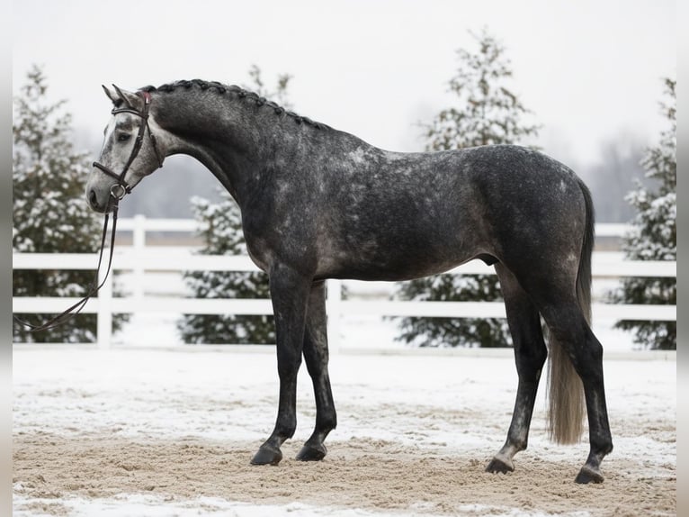 KWPN Wałach 6 lat 168 cm Siwa in Mór