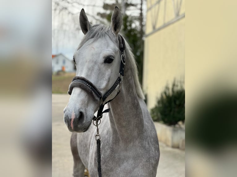 KWPN Wałach 6 lat 168 cm Siwa in Königsbach-Stein