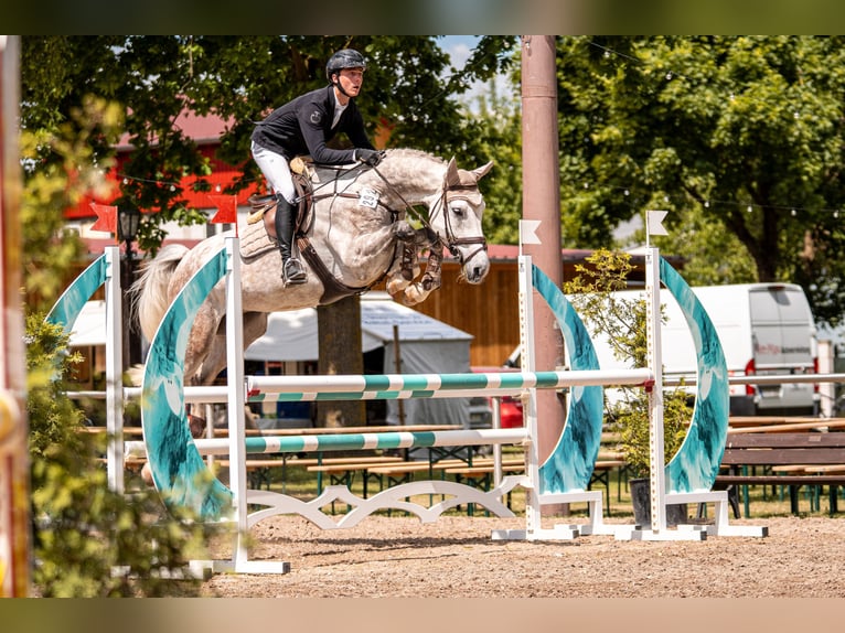 KWPN Wałach 6 lat 168 cm Siwa in Königsbach-Stein