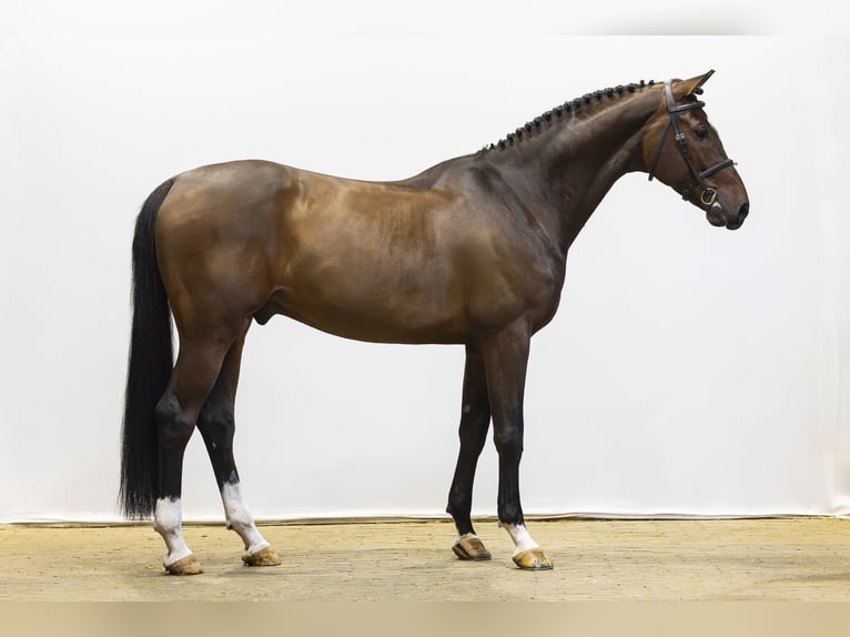 KWPN Wałach 6 lat 169 cm Gniada in Waddinxveen