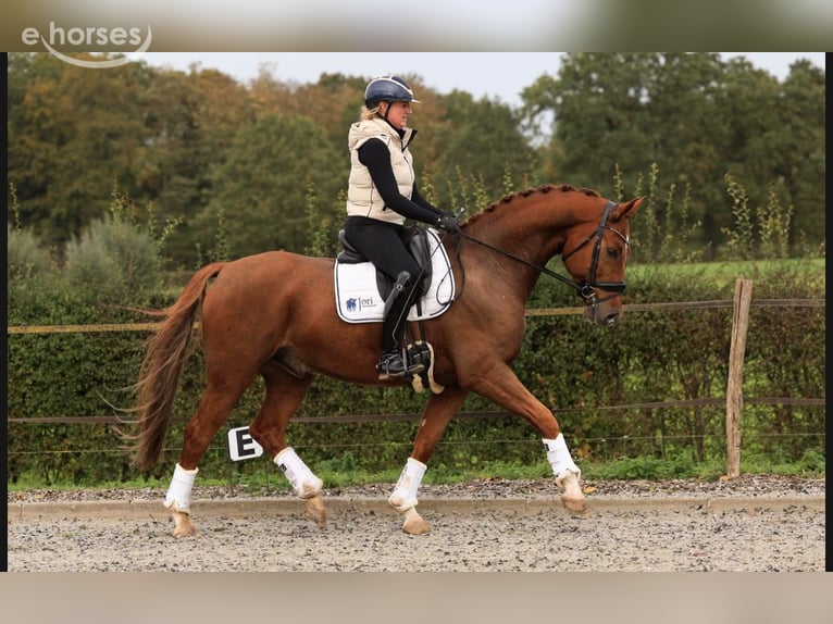 KWPN Wałach 6 lat 169 cm Kasztanowata in Raalte