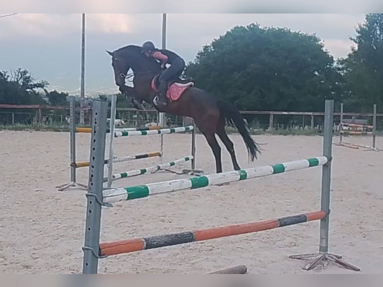 KWPN Wałach 6 lat 170 cm Ciemnogniada in Rieti