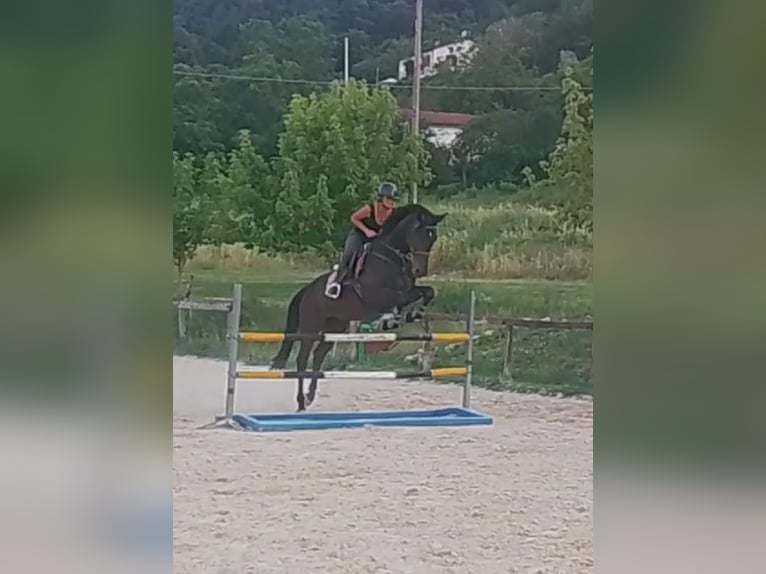 KWPN Wałach 6 lat 170 cm Ciemnogniada in Rieti