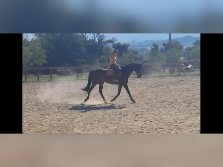 KWPN Wałach 6 lat 170 cm Ciemnogniada in Rieti