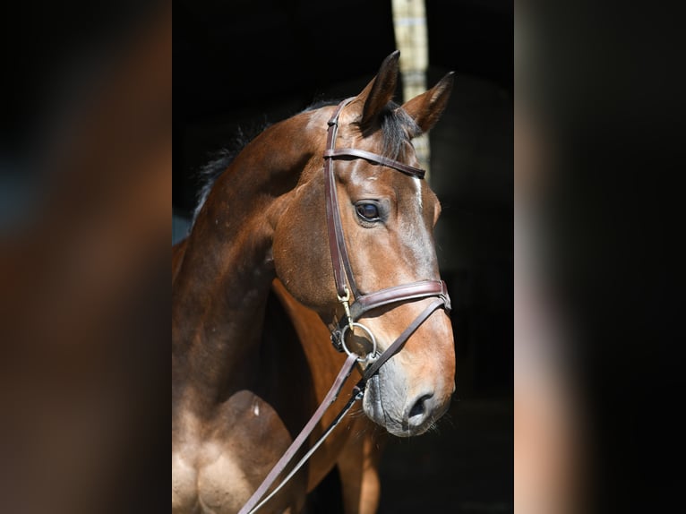 KWPN Wałach 6 lat 170 cm Gniada in Geilenkirchen