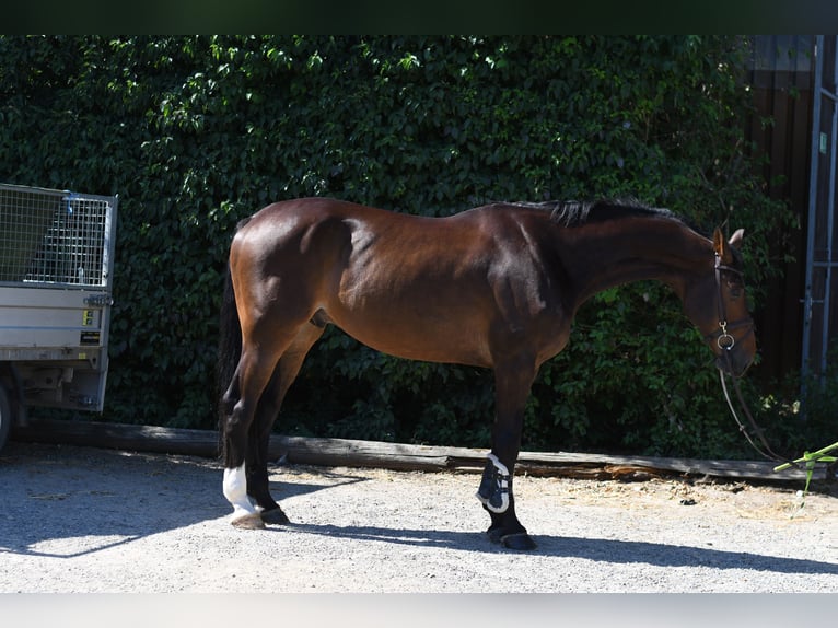 KWPN Wałach 6 lat 170 cm Gniada in Geilenkirchen