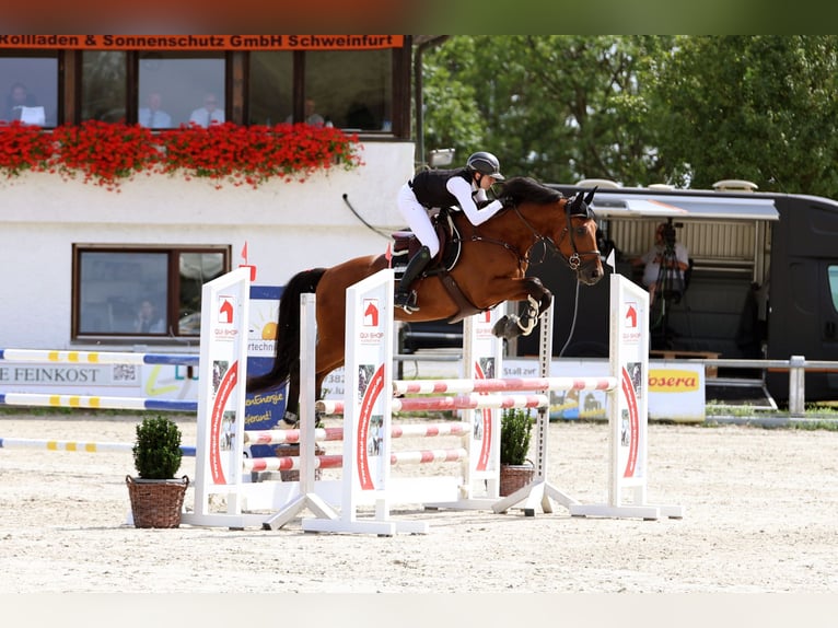 KWPN Wałach 6 lat 170 cm Gniada in Friedberg