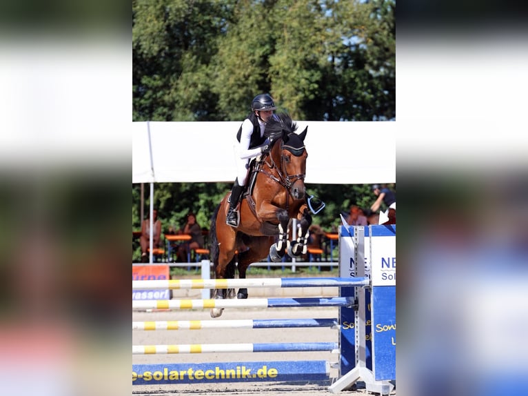 KWPN Wałach 6 lat 170 cm Gniada in Friedberg