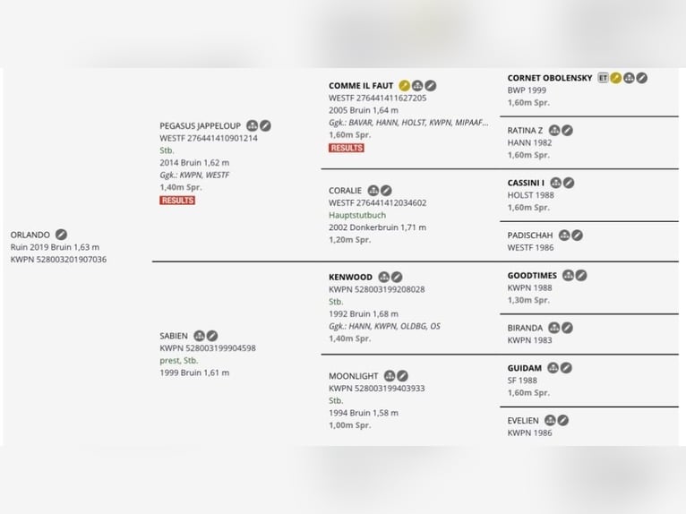 KWPN Wałach 6 lat 170 cm Gniada in Hellevoetsluis