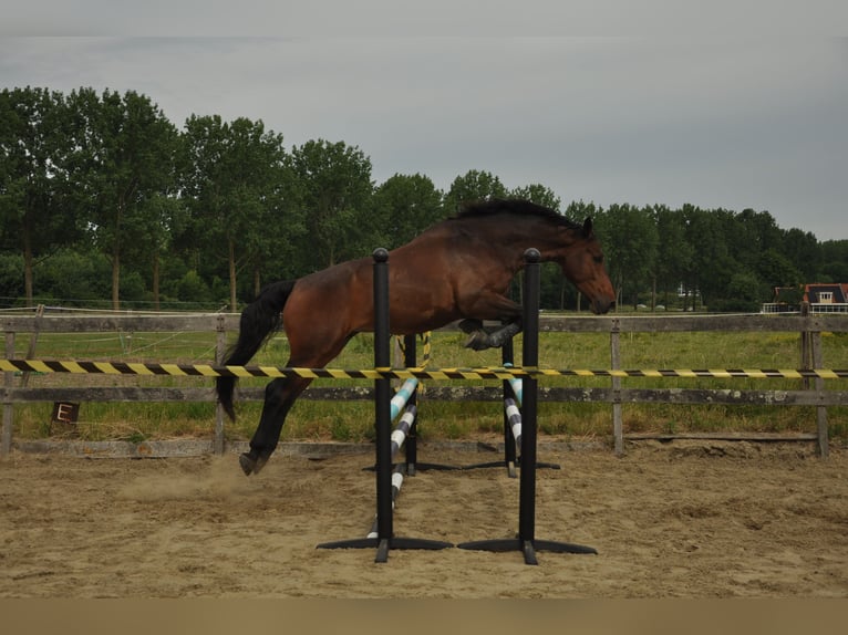 KWPN Wałach 6 lat 170 cm Gniada in Hellevoetsluis