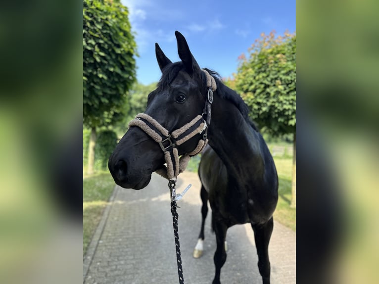 KWPN Wałach 6 lat 170 cm Kara in Kerpen